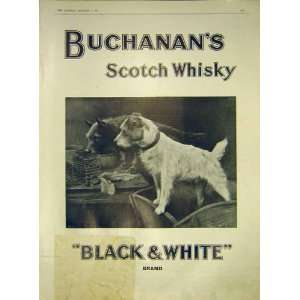  Advert BuchananS Scotch Whisky Black White Dogs 1911 