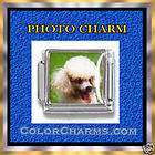 Italian Charms 9mm PHOTO Charm WHITE TOY POODLE DOG