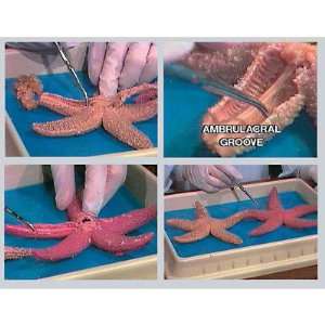  Nasco   Starfish Dissection DVD Industrial & Scientific