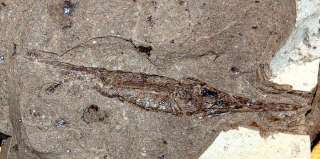 Centriscus heinrichi . RARE . fossil fish  