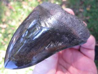   SHARK Tooth Fossil Fish Teeth Megladon South Carolina River USA  