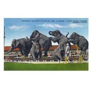 Sarasota, Florida   Ringling Brothers Circus; Elephant Parade Premium 