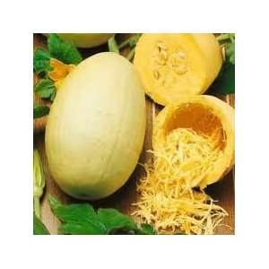 Todds Seeds   Winter Squash   Vegetable Spaghetti Winter Squash Seed 