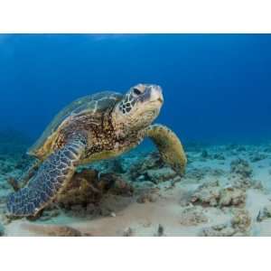 Green Sea Turtle (Chelonia Mydas), an Endangered Species, Hawaii, USA 