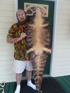   455) 5.23 foot Real Gator Belly ALLIGATOR leather hide skin RUG  