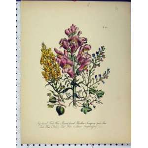   Toad Flax Fluellen Snapdragon Botanical Print Flowers