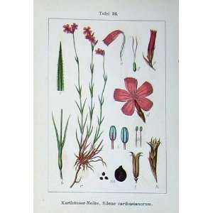    Carthusianorum Flowers Sturms 1901 Seguierii Silene
