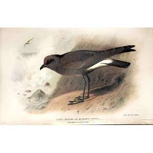   Legged Or WilsonS Petrel By Thorburn Bird 1855 97