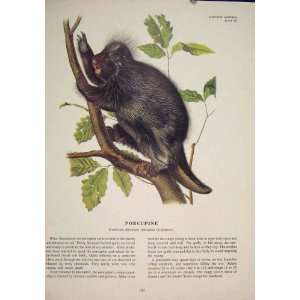  Porcupine Rat Rats Shrew Mouse Rodent Color Old Print 