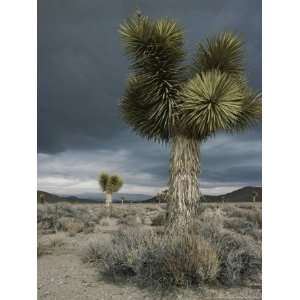  Stormy Clouds Brew over the Mojave Desert and Beaked Yucca 