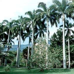   Oleracea Venezuelan Royal Palm Tree Seeds: Patio, Lawn & Garden