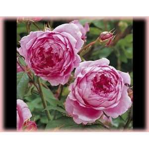   Rose (Rosa English Rose)   Bare Root Rose: Patio, Lawn & Garden