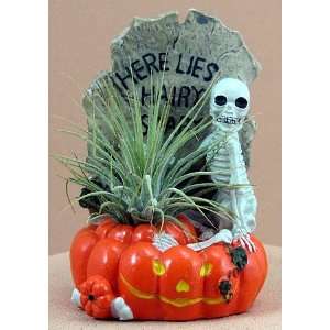  Here Lies Hairy Scary Air Plant Tillandsia Patio, Lawn 