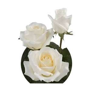  Blizzard White Rose 20 Long   100 Stems Arts, Crafts 