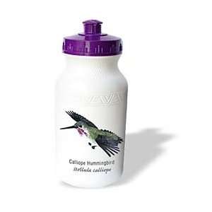 Boehm Graphics Hummingbird   Calliope Hummingbird   Water Bottles 