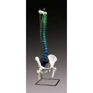 Didactic Flexible Spine w Femoral Heads  Industrial 