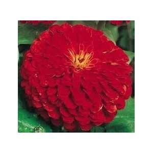   Seeds 200+ Super Bloomers By Hinterland Trading Patio, Lawn & Garden