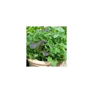    Lettuce Salad Leaf Stir Fry Mix Seeds: Patio, Lawn & Garden
