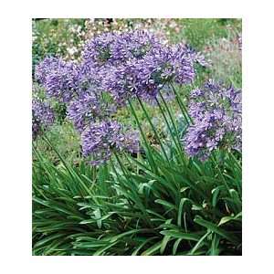  Agapanthus Blue Heaven Patio, Lawn & Garden