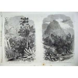  Forest 1868 Illawarra Mountains Lions Head Cape Hope: Home 