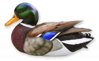beautiful detail and color intensify this quarter life size mallard