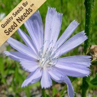 500 Seeds, Chicory Italian Dandelion (Cichorium intybus) Seeds by 