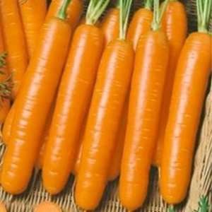  800 Seeds, Carrot Little Finger (Daucus carota) Seeds by 
