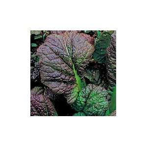  Mustard Greens Osaka Purple (250 Organic Seeds): Patio 