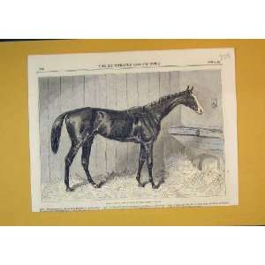  1864 Horse Blair Athol Winner Derby Sport Stable Print 
