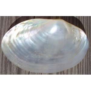    Polished Silver Clam Seashell Pearl Sea Shell Decor