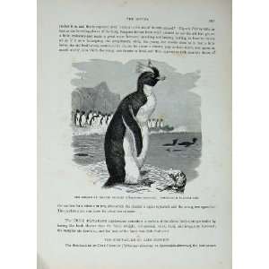   : CassellS Birds C1870 Divers Golden Crested Penguin: Home & Kitchen
