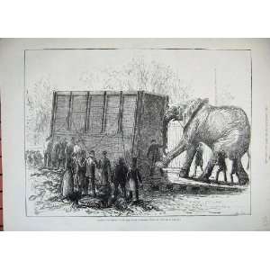  1882 Jumbo African Elephant Zoological Gardens Animals 