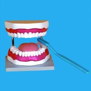  Dental Oral Hygiene Model with Toothbrush
