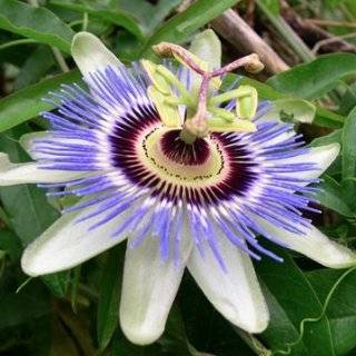 20 Seeds, Passion Flower Royal Blue (Passiflora Caerulea) Seeds by 