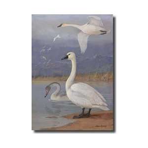  Trumpeter Swans And Whistling Swans Giclee Print