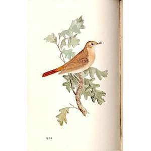  Nightingale Meyer H/C Birds 1842 50