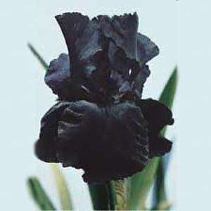 Superstition Black Bearded German Iris   Potted  