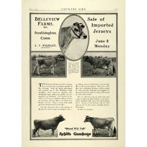  1922 Ad Belleview Farms Southington Connecticut Jersey Cow 