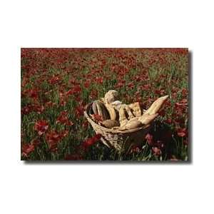 Basket Of Bread In Poppy Field Provence Region France Giclee Print 