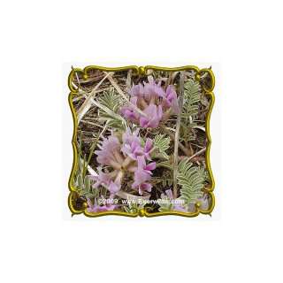  1 Lb Ground Plum (Astragalus crassicarpus) Bulk Wildflower 