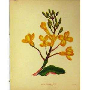 Sea Cabbage Plant C1880 Colour Botanical Print 