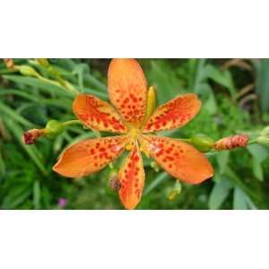  Freckle Face Leopard Lily   Belamcanda chinensis   NEW 