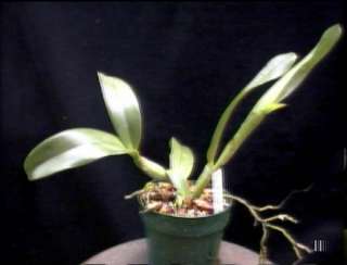 SAMBA GIFT X HAW LIGHTING FLARED CATTLEYA Orchid Plant  