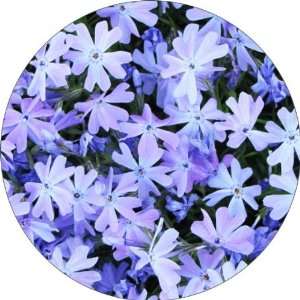 com Blue Flowers Art   Fridge Magnet   Fibreglass reinforced plastic 