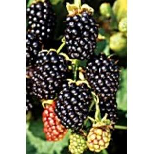 Nature Hills Nursery, Inc. Blackberry   Black Satin #1 Container at 