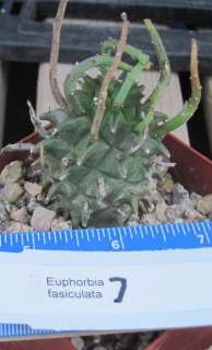 Euphorbia fasciculata Long Horn Tentacles Succulent 7  