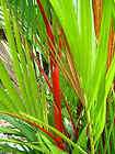 red sealing wax palm cyrtostachys renda plant expedited shipping 