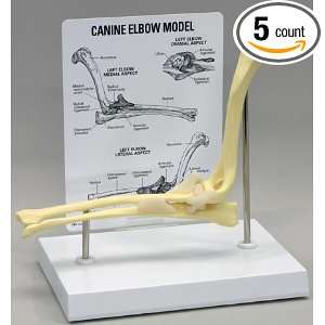 Canine Anatomical Model Starter Set of Five. Veterinary Set #2 Special 
