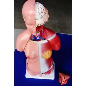 Model Anatomy Professional Medical Unisex Torso 23 Parts 18 45cm IT 