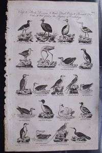 1798 ANTIQUE PRINT BIRDS PELICAN PENGUIN FLAMINGO COOT  